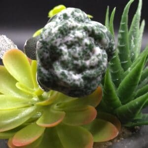 TREE AGATE ROSE
