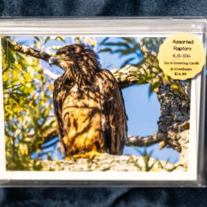 Greeting Card Box Set - Raptor Birds