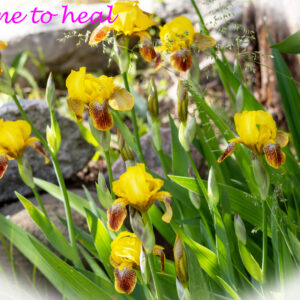 Get Well Card - Yellow Iris