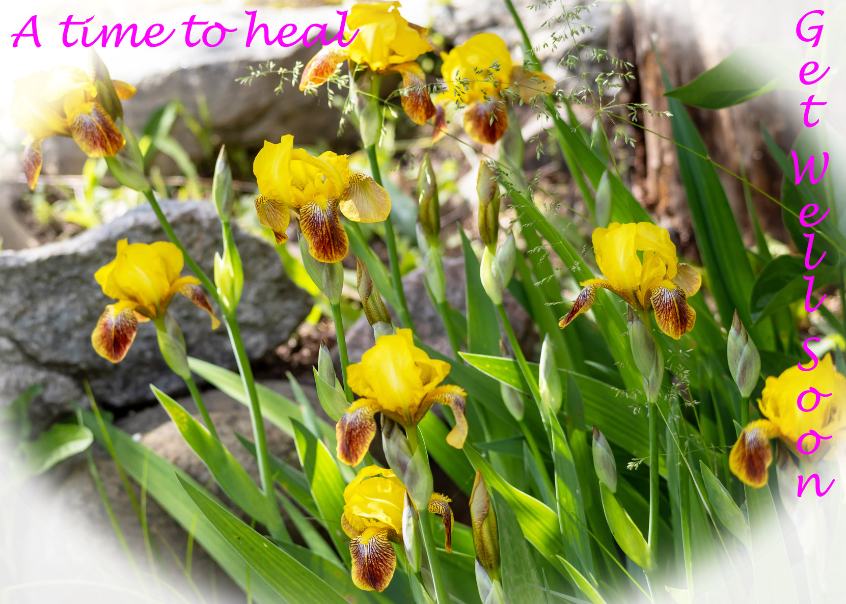 Get Well Card - Yellow Iris