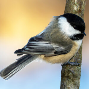 Happy Birthday Card - Chickadee