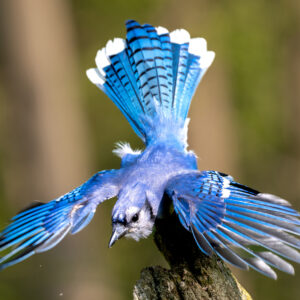 Framed Photo – Blue Jay – 8.5″ X 11″