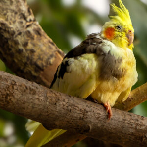 Framed Photo – Cockatiel – 8.5″ X 11″