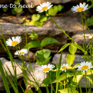 Get Well Card - Wild Daisies