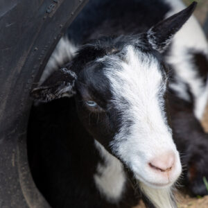 Happy Birthday Card - Goat