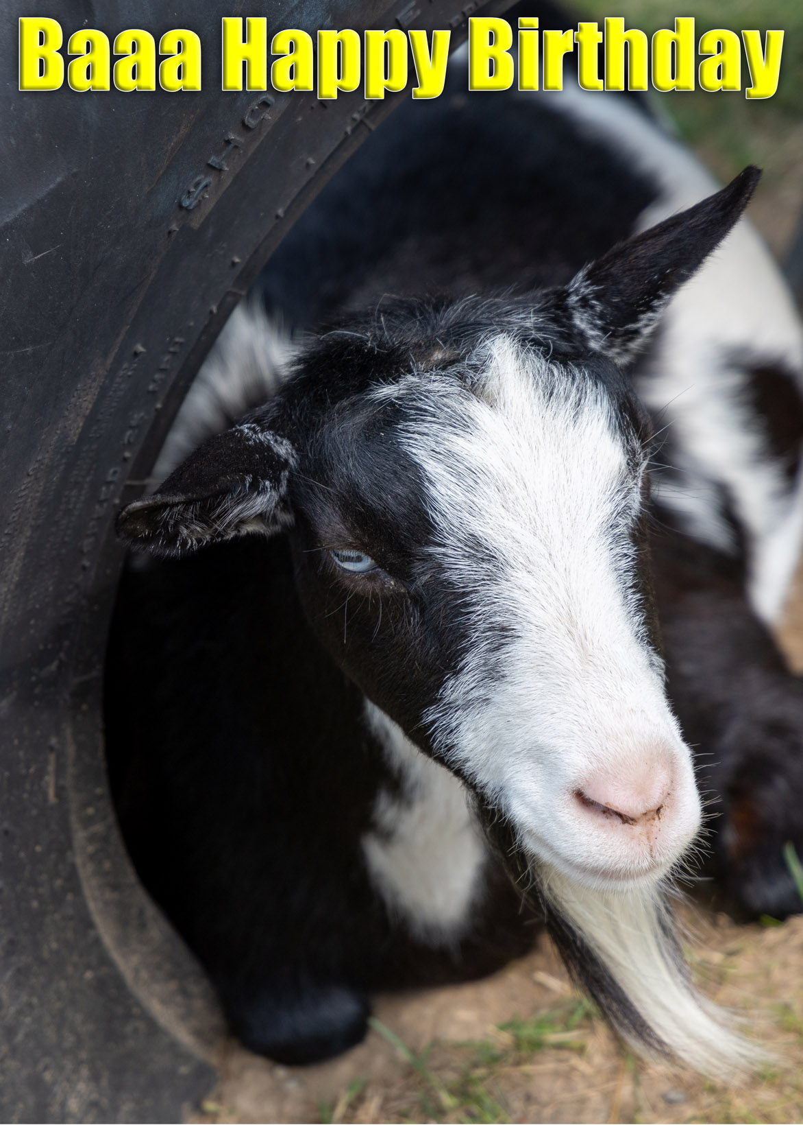 Happy Birthday Card - Goat