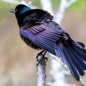 Framed Photo – Grackle – 8.5″ X 11″