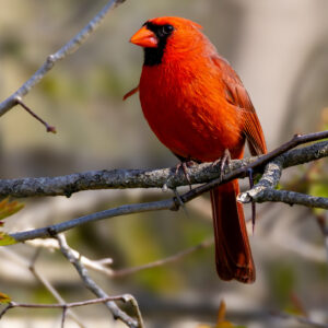 Framed Photo – Cardinal – 8.5″ X 11″