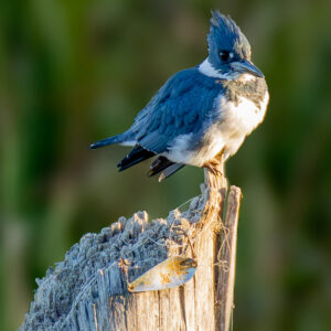 Framed Photo – Kingfisher – 8″ X 10″
