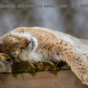 Get Well Card - Eurasian Lynx
