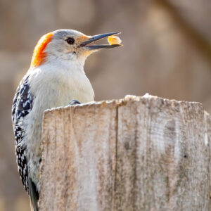 Framed Photo - Red-Bellied Woodpecker 8.5" x11"