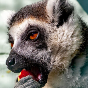 Framed Photo – Ring-Tailed Lemur – 8.5″ X 11″