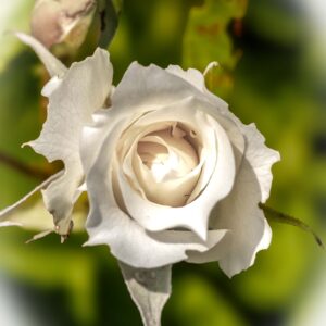 Get Well Card – White Rose