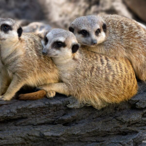 Framed photo - Slendor-Tailed Meerkats 16" x 22"