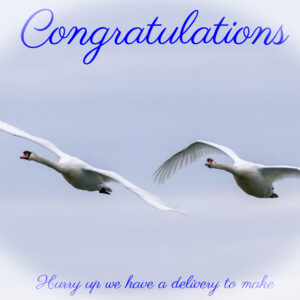 Congratulations - Swans Delivery-Blue