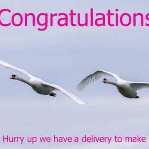Congratulations - Swans Delivery-Pink