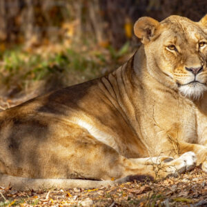 Framed Photo - Transvaal Lion - 9" x 12"