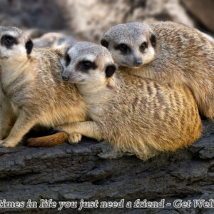 Get Well Card - Meerkats