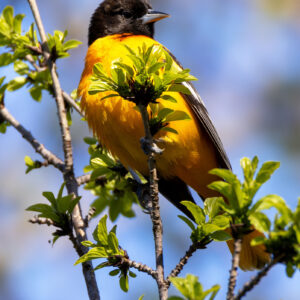 Happy Birthday Card - Baltimore Oriole
