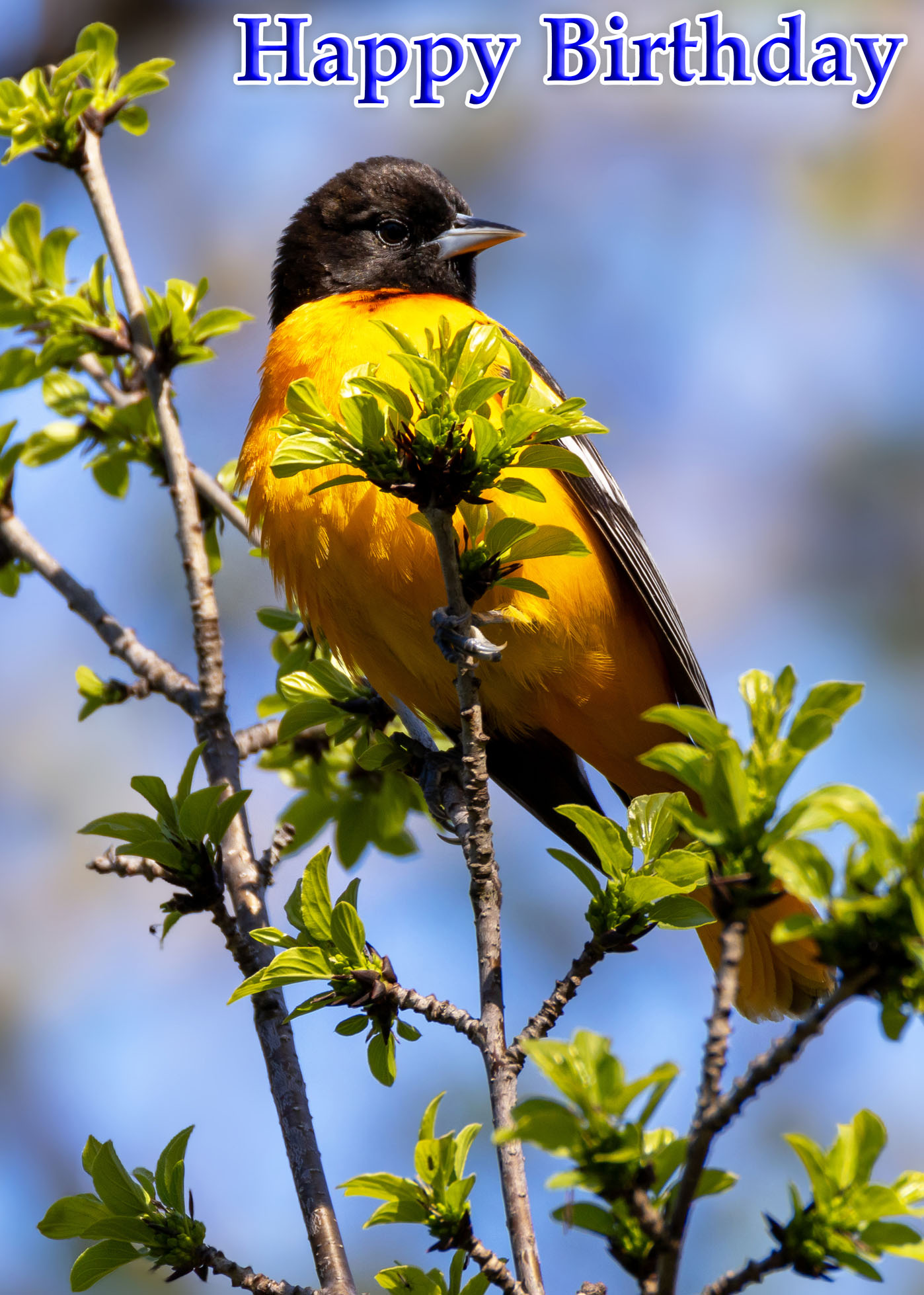 Happy Birthday Card - Baltimore Oriole