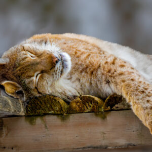 Framed photo - Eurasian Lynx 16"x22"