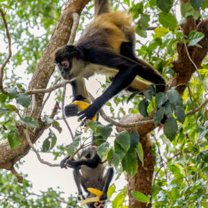 Happy Birthday Card - Spider Monkey