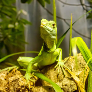 Happy Birthday Card - Green Lizard