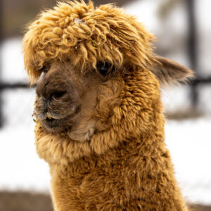 Happy Birthday Card - Llama