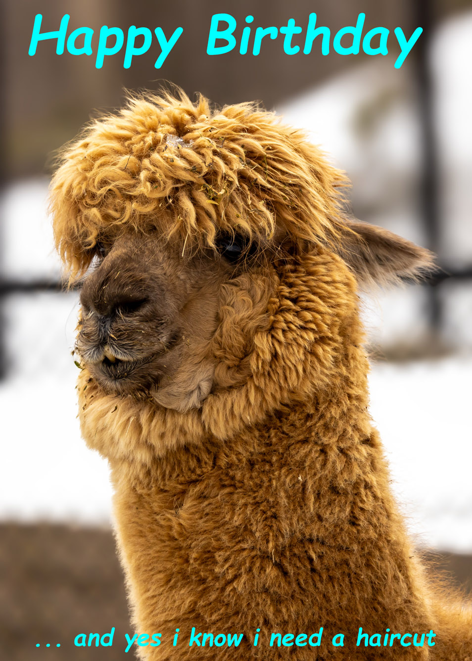 Happy Birthday Card - Llama