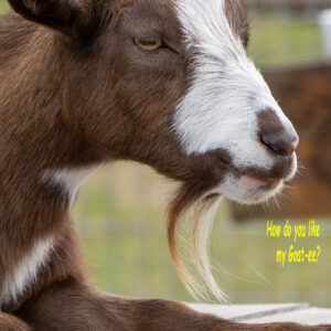 Happy Birthday Card - Goat-ee