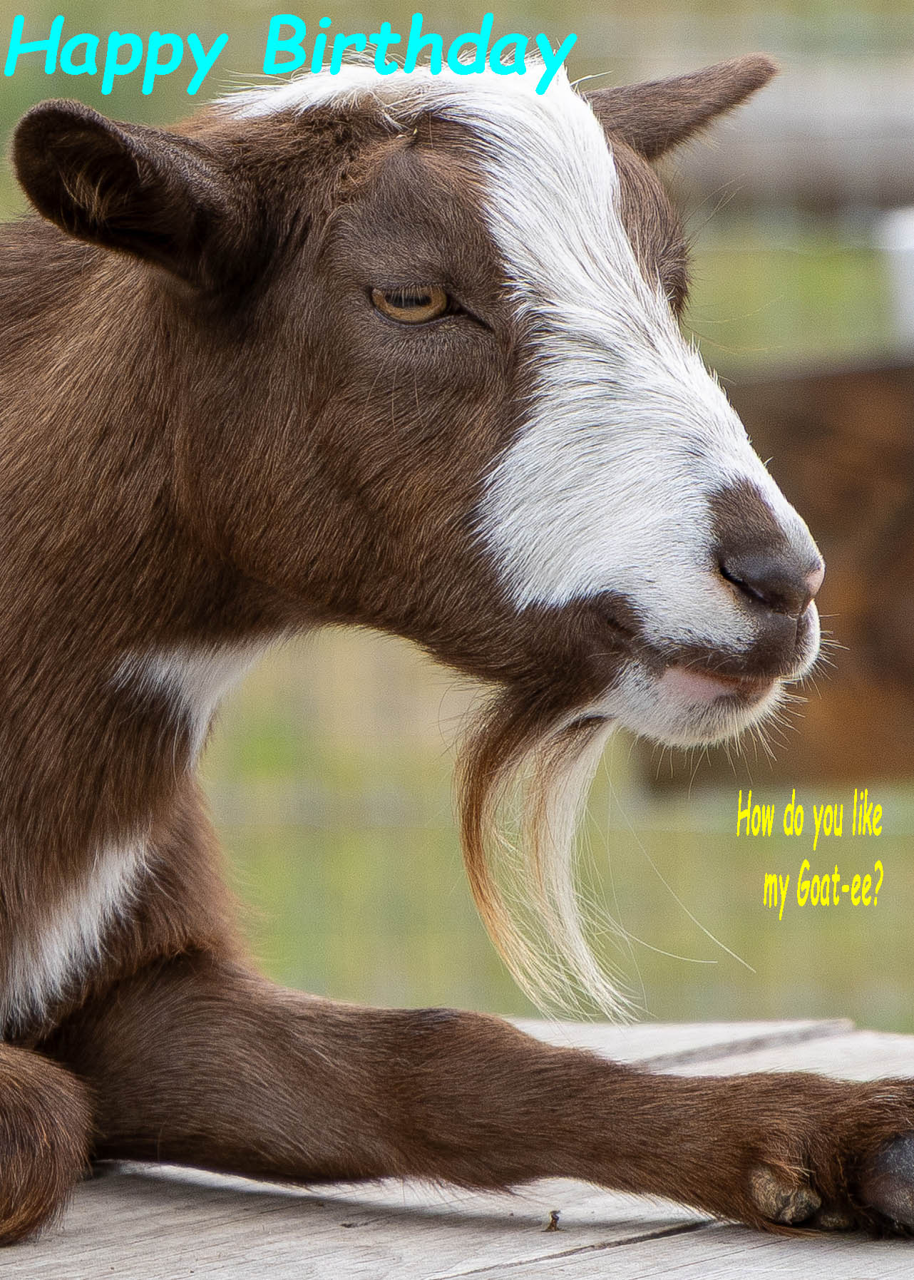 Happy Birthday Card - Goat-ee