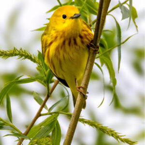 Get Well Card - Yellow Warbler