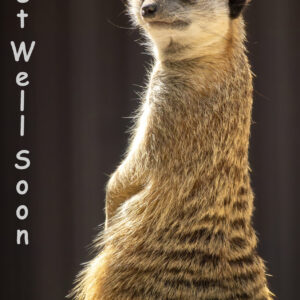 Get Well Card - Meerkat