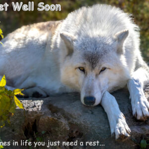 Get Well Card - Grey Wolf