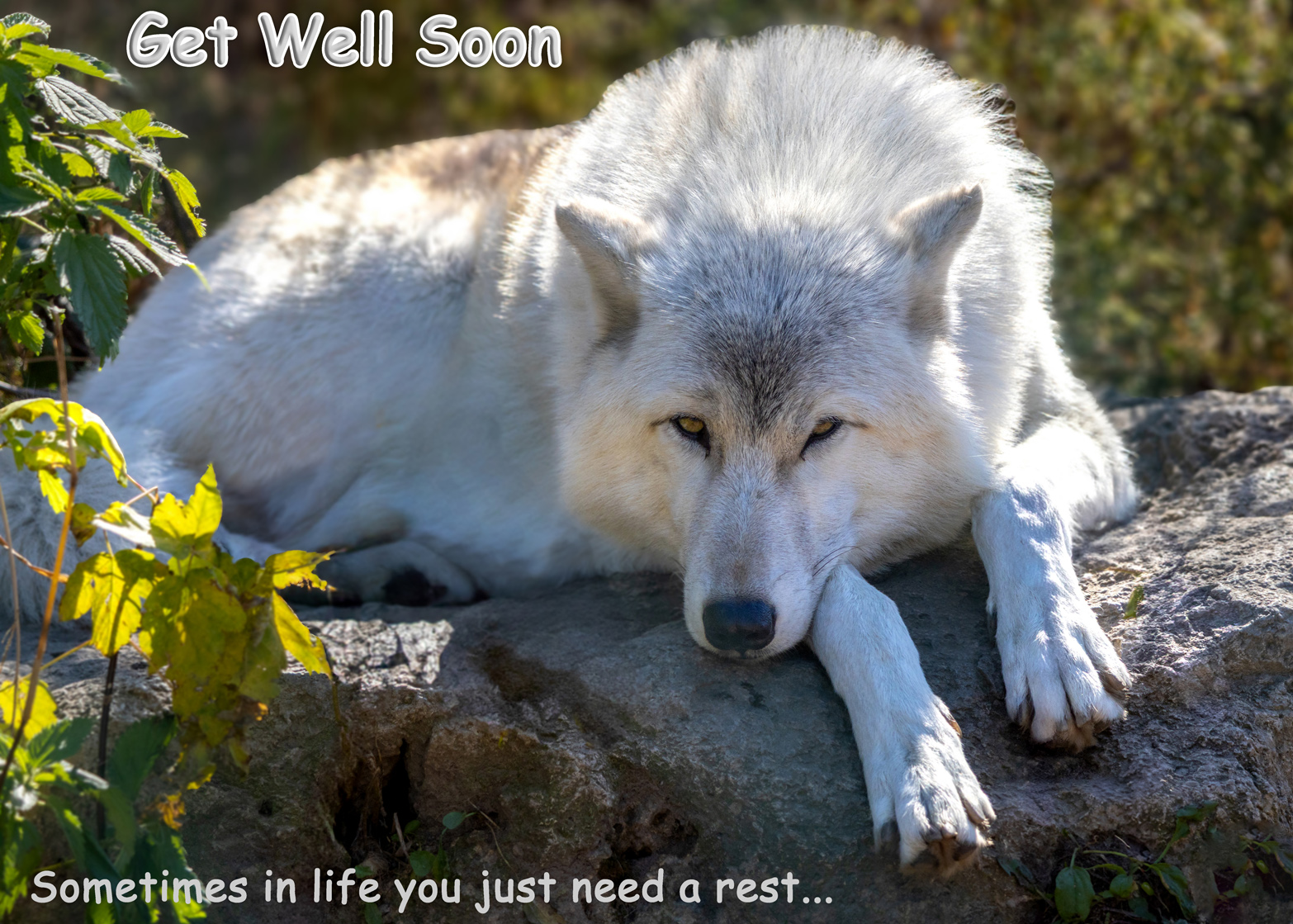 Get Well Card - Grey Wolf