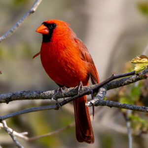 Happy Birthday Card - Cardinal