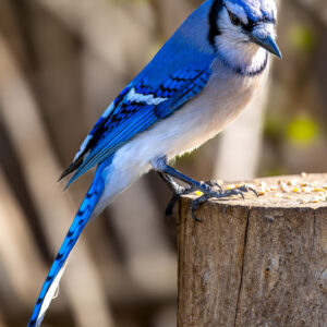 Happy Birthday Card - Blue Jay