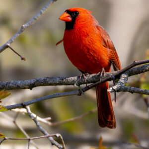 Get Well Soon - Cardinal