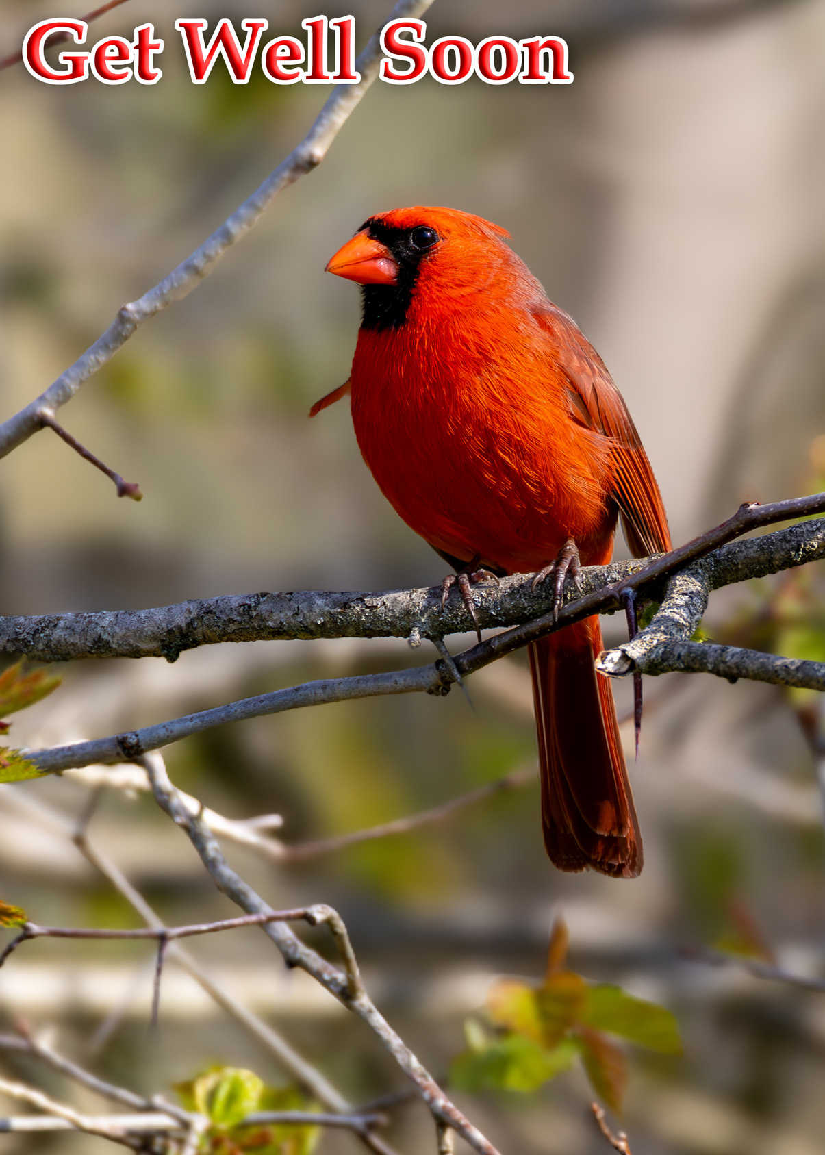 Get Well Soon - Cardinal