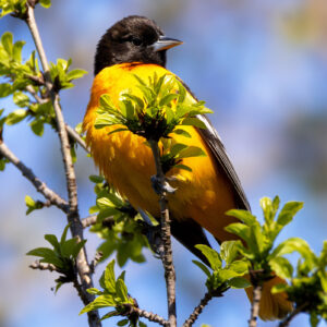 Get Well Card - Baltimore Oriole