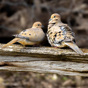 Get Well Card - Morning Doves