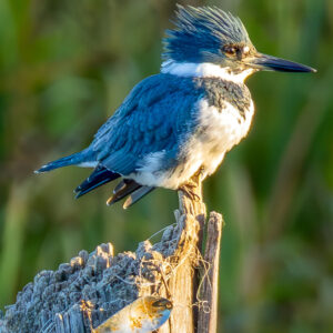 Get Well Card - Kingfisher