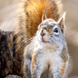 Happy Birthday Card - Chipmunk